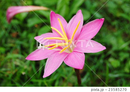 サフランモドキ 23585270