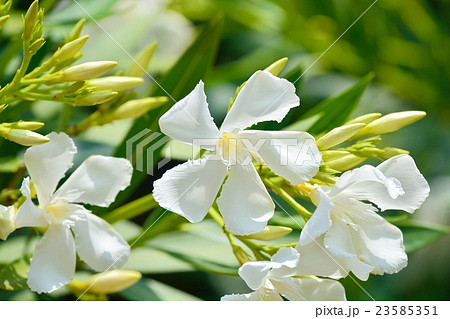 キョウチクトウ 23585351