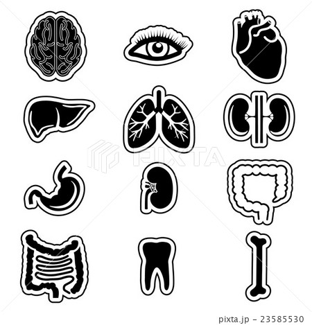 anatomical organs and bones anatomical organs and bones 23585530