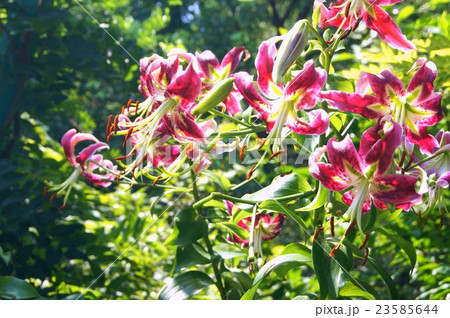 咲きこぼれるカノコユリ 咲きこぼれるカノコユリ 23585644