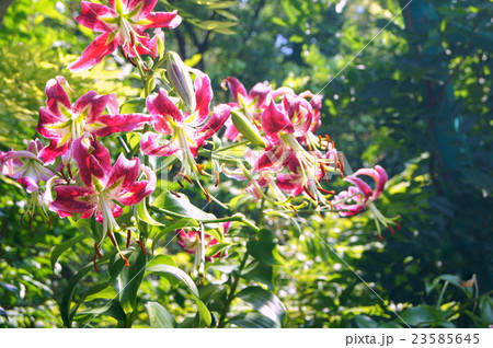 咲きこぼれるカノコユリ 23585645