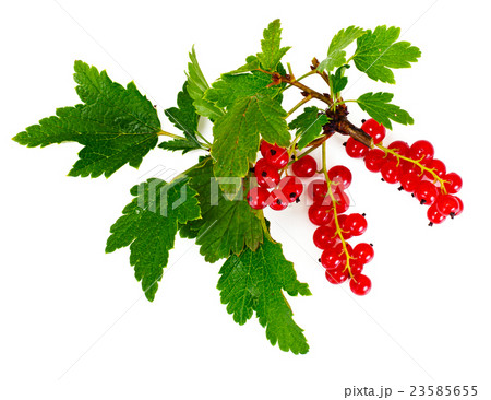 Red Currants Isolated on White Red Currants Isolated on White 23585655