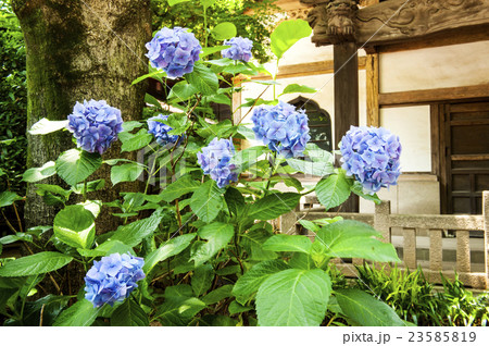 アジサイのお寺 23585819