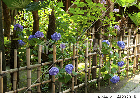 竹垣のアジサイ 竹垣のアジサイ 23585849