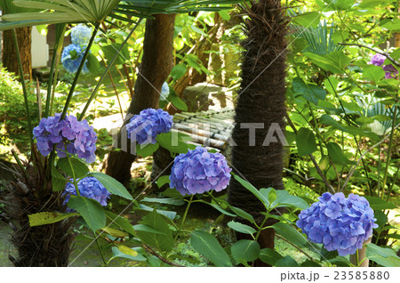 井戸とアジサイ 井戸とアジサイ 23585880
