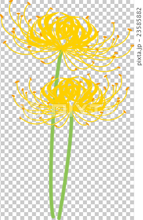 彼岸花　黄 23585882