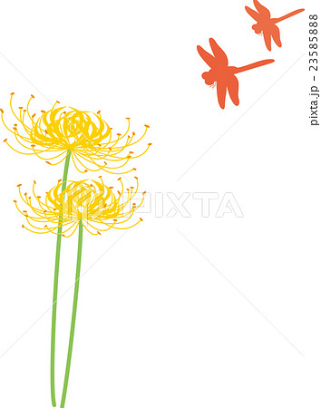 彼岸花　黄　赤トンボ 23585888