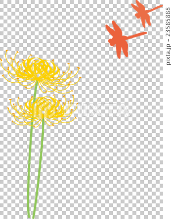 彼岸花　黄　赤トンボ 23585888
