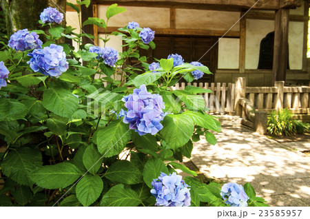 目青不動 23585957