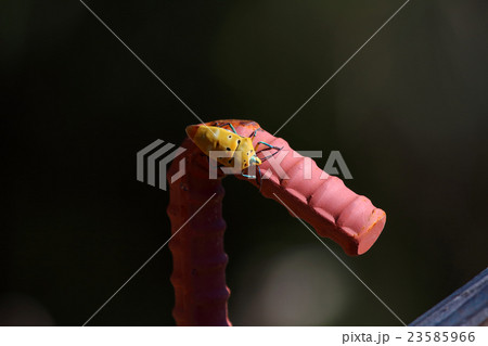 アカギカメムシ アカギカメムシ 23585966