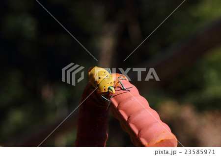 アカギカメムシ アカギカメムシ 23585971