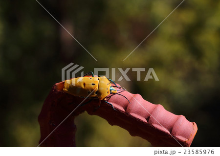 アカギカメムシ 23585976