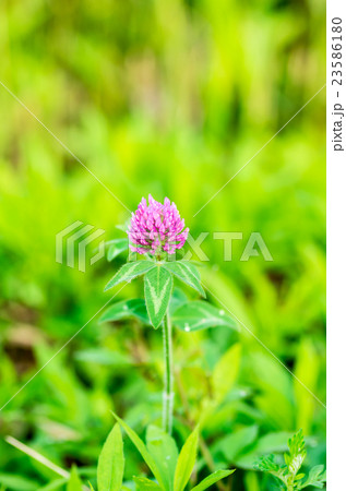 ムラサキツメクサ 23586180