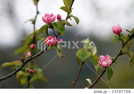 カリン　榠樝 23587708