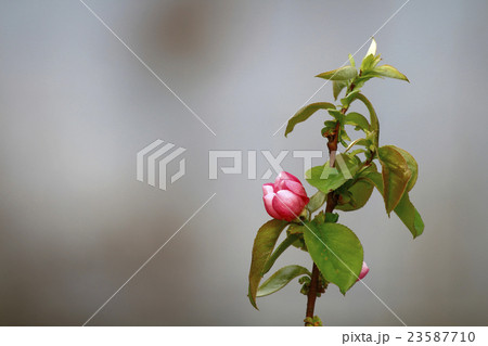 カリン　榠樝 23587710