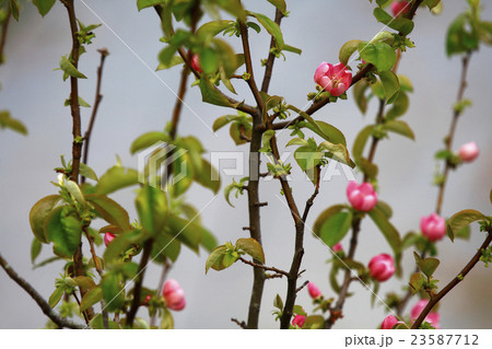 カリン　榠樝 23587712