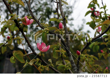 カリン　榠樝 23587713