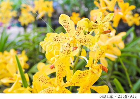 Yellow Orchid Flower 23587918