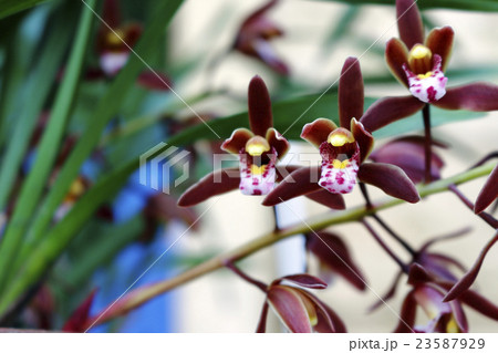 キンリョウヘン 23587929