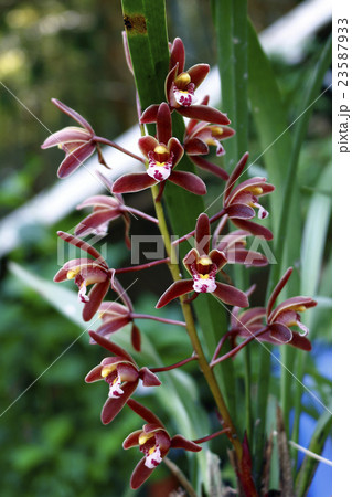 キンリョウヘン 23587933