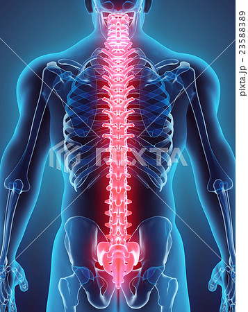 3D illustration of Spine, medical concept. 23588389