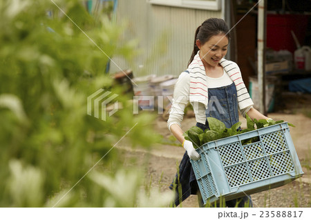 農業女子　ポートレート 23588817