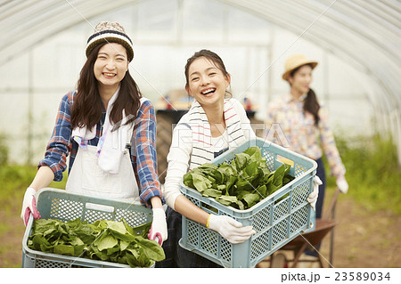 農業女子　作業風景 23589034