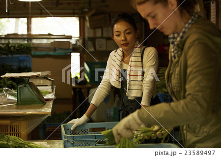 農家　作業風景 23589497