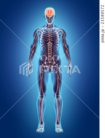 Human Internal System - Nervous system. 23589572