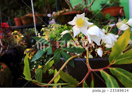 クリスマスローズ ヘレボルス クリスマスローズ ヘレボルス 23589614