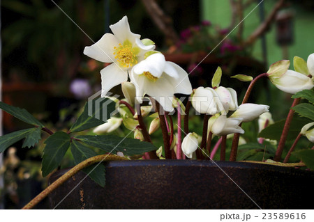 クリスマスローズ ヘレボルス クリスマスローズ ヘレボルス 23589616