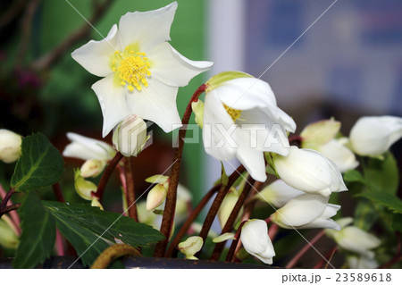 クリスマスローズ　ヘレボルス 23589618