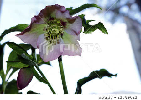 クリスマスローズ ヘレボルス クリスマスローズ ヘレボルス 23589623