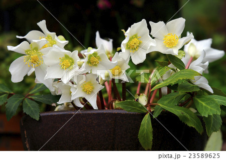 クリスマスローズ ヘレボルス クリスマスローズ ヘレボルス 23589625
