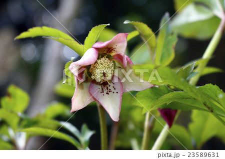 クリスマスローズ ヘレボルス クリスマスローズ ヘレボルス 23589631