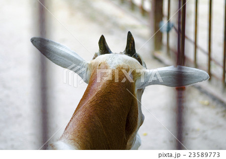 Antelope in zoo Kiev (Ukraine). Antelope in zoo Kiev (Ukraine). 23589773