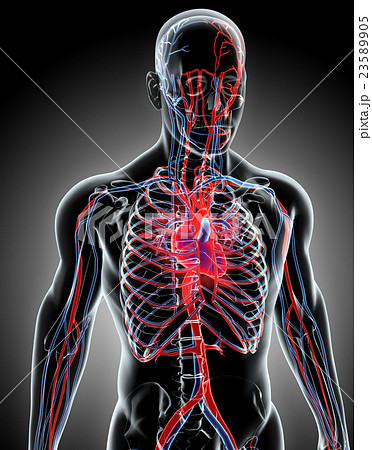 Human Internal System - Circulatory System. 23589905