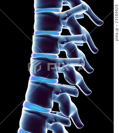 3D illustration Skeleton system X-ray human spine. 3D illustration Skeleton system X-ray human spine. 23589929