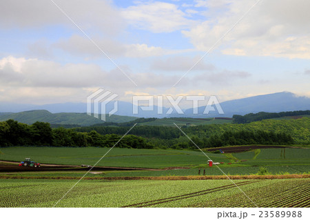 嬬恋高原キャベツ 23589988