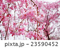 桜 23590452