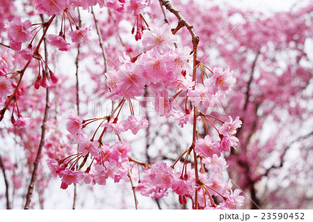 桜 桜 23590452