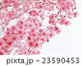 桜 23590453
