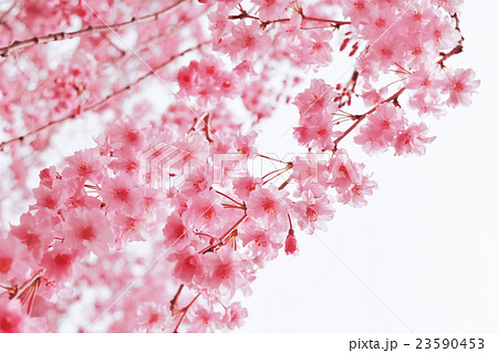桜 桜 23590453