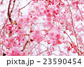 桜 23590454