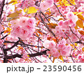 桜 23590456