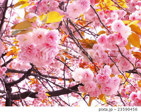桜 桜 23590456