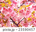 桜 23590457