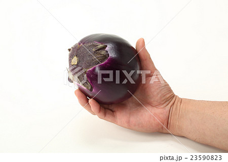 イタリアの丸ナス・フローレンス・パープル 23590823