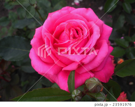 Gorgeous pink rose in the garden 23591976
