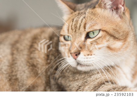 Domestic cat face 23592103